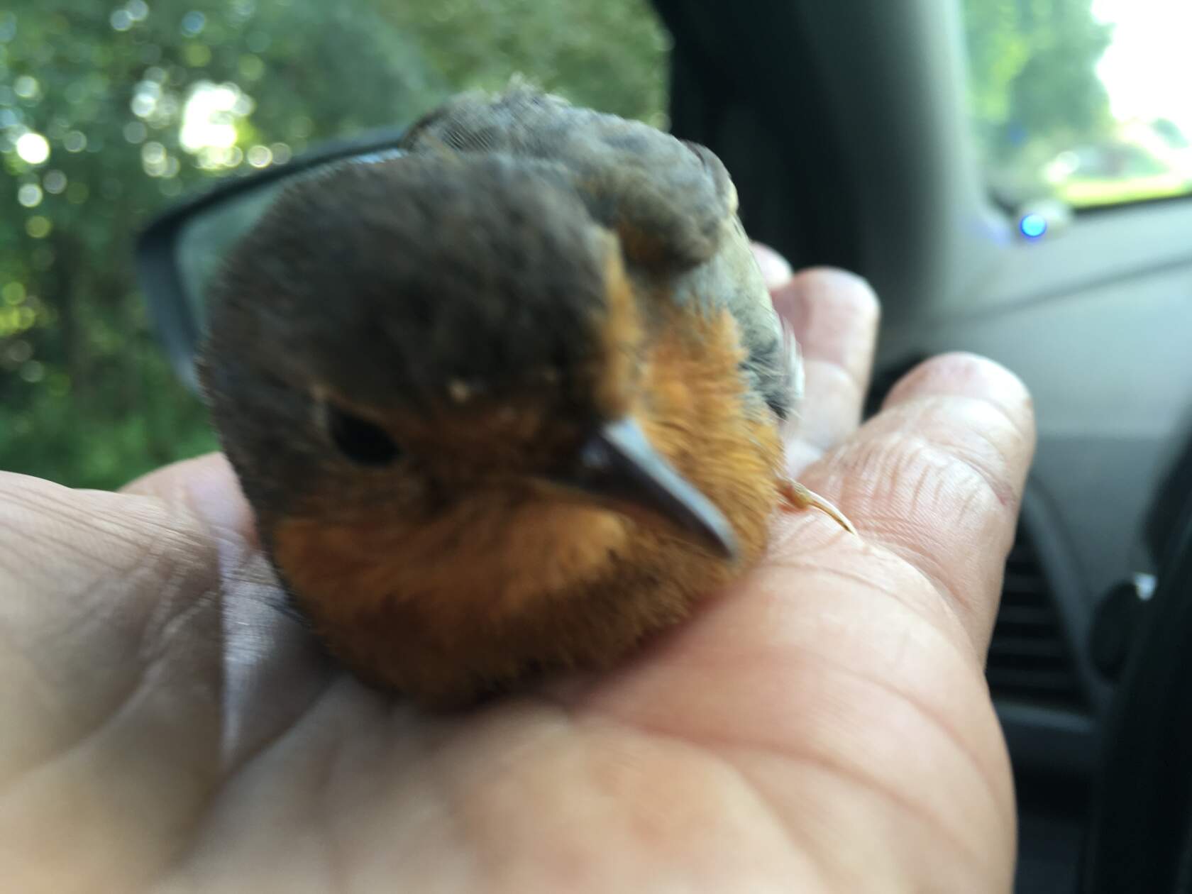 Маленькая малиновка (зорянка) с рыже-оранжевой грудкой сидит на ладони человека в салоне автомобиля, птичка выглядит растерянной, но целой.