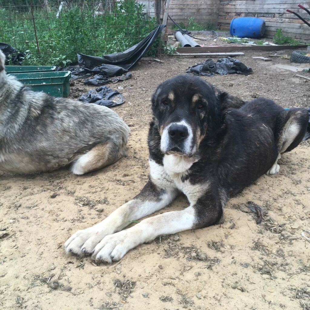 Алабай по кличке Мирон