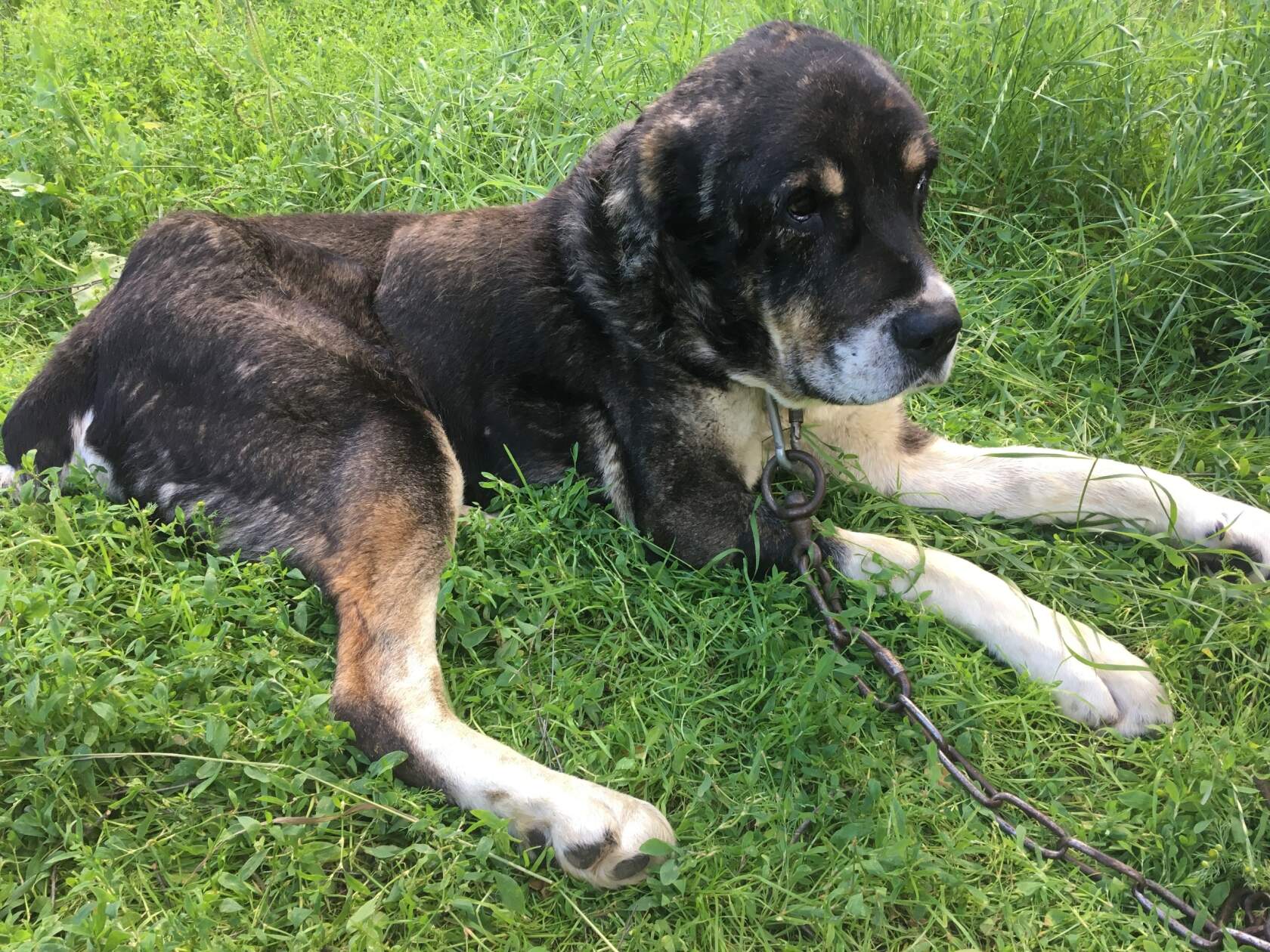 Старый алабай Мирон лежит на траве