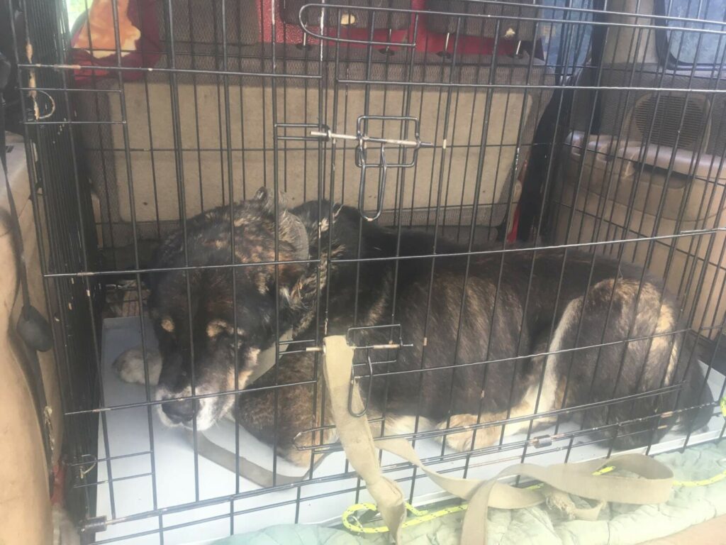 Истощенный старый алабай Мирон едет в приют