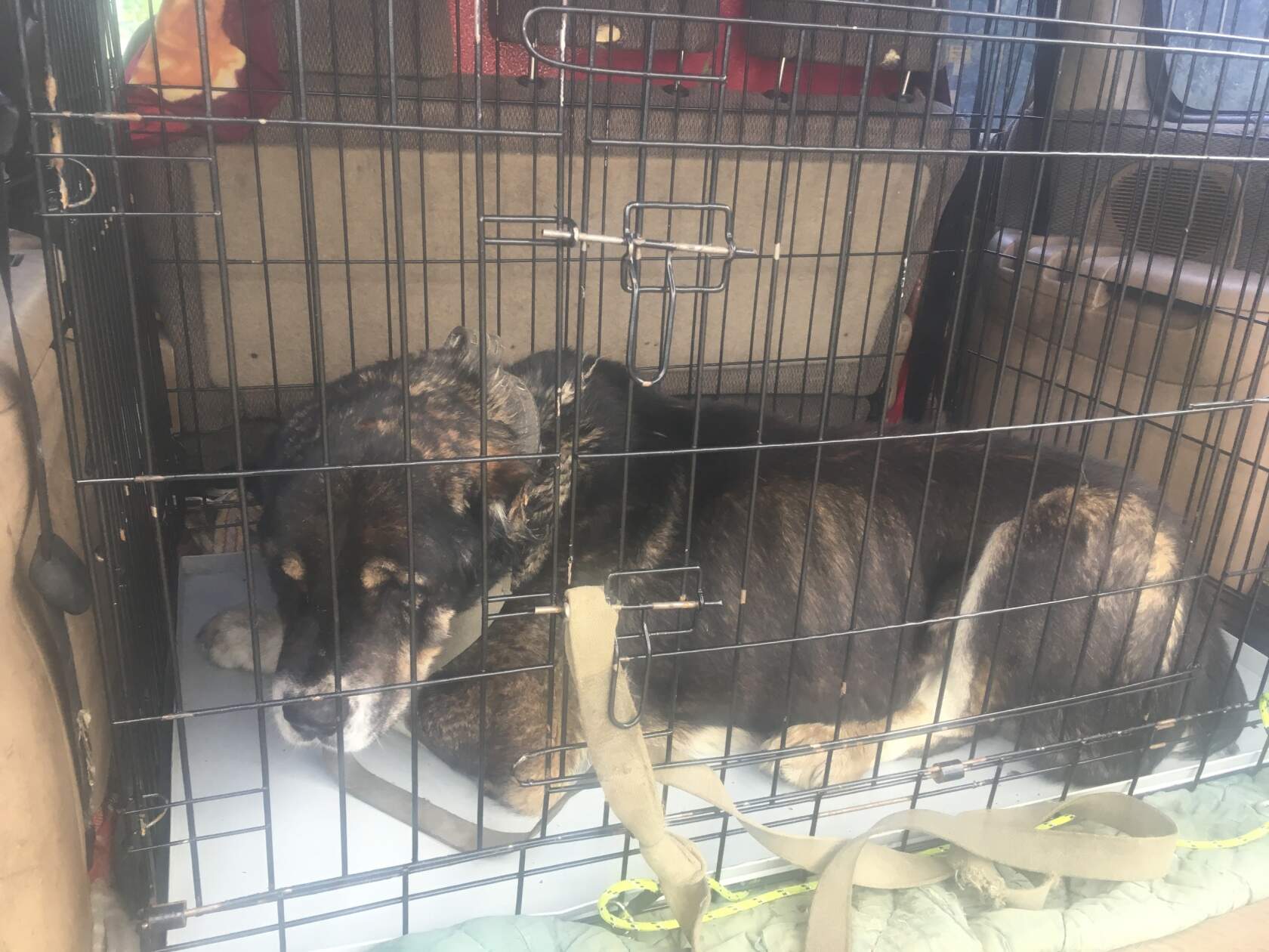 Истощенный старый алабай Мирон едет в приют