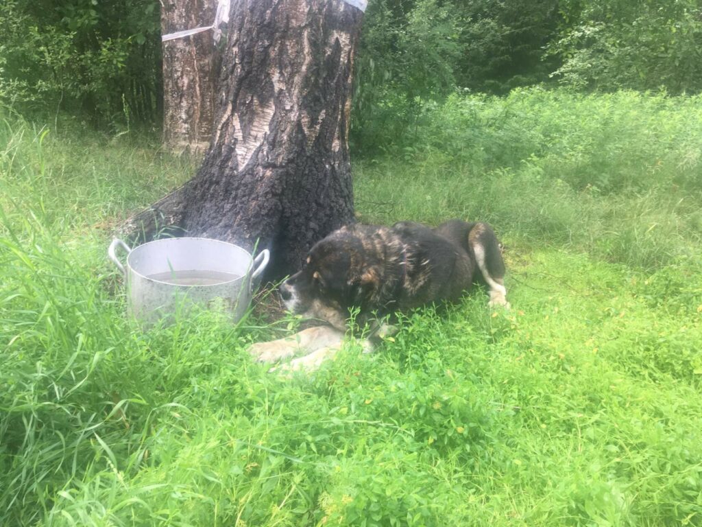 Мирон лежит на траве у дерева рядом с ведром с водой