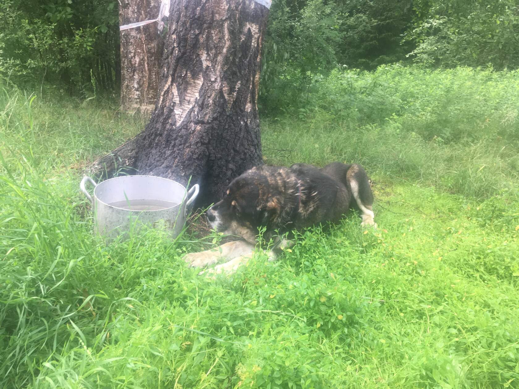 Мирон лежит на траве у дерева рядом с ведром с водой