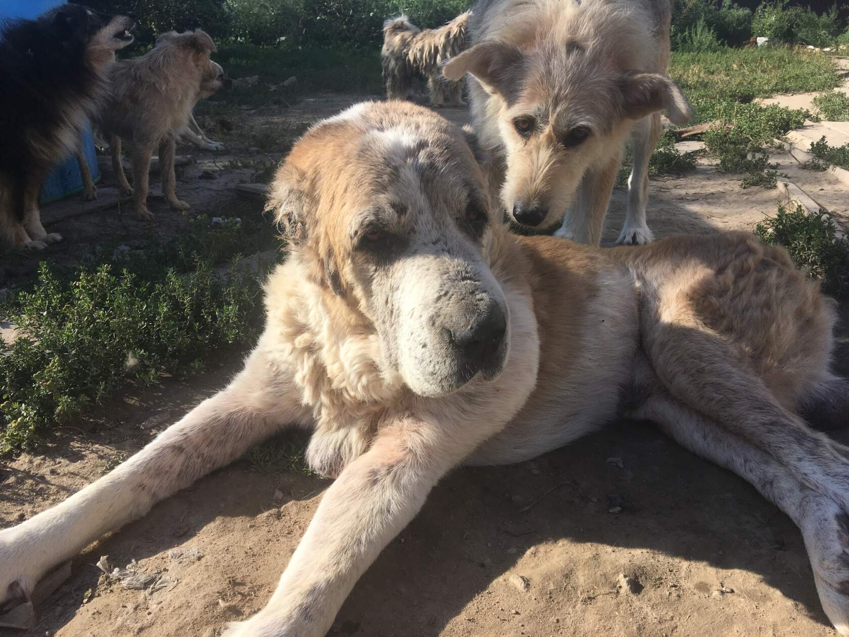 Старый Алабай по кличке Мулай в приюте