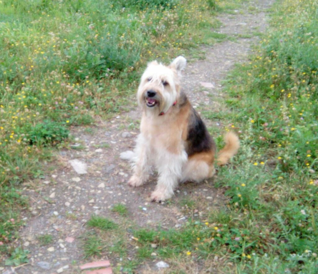 Собака Ната