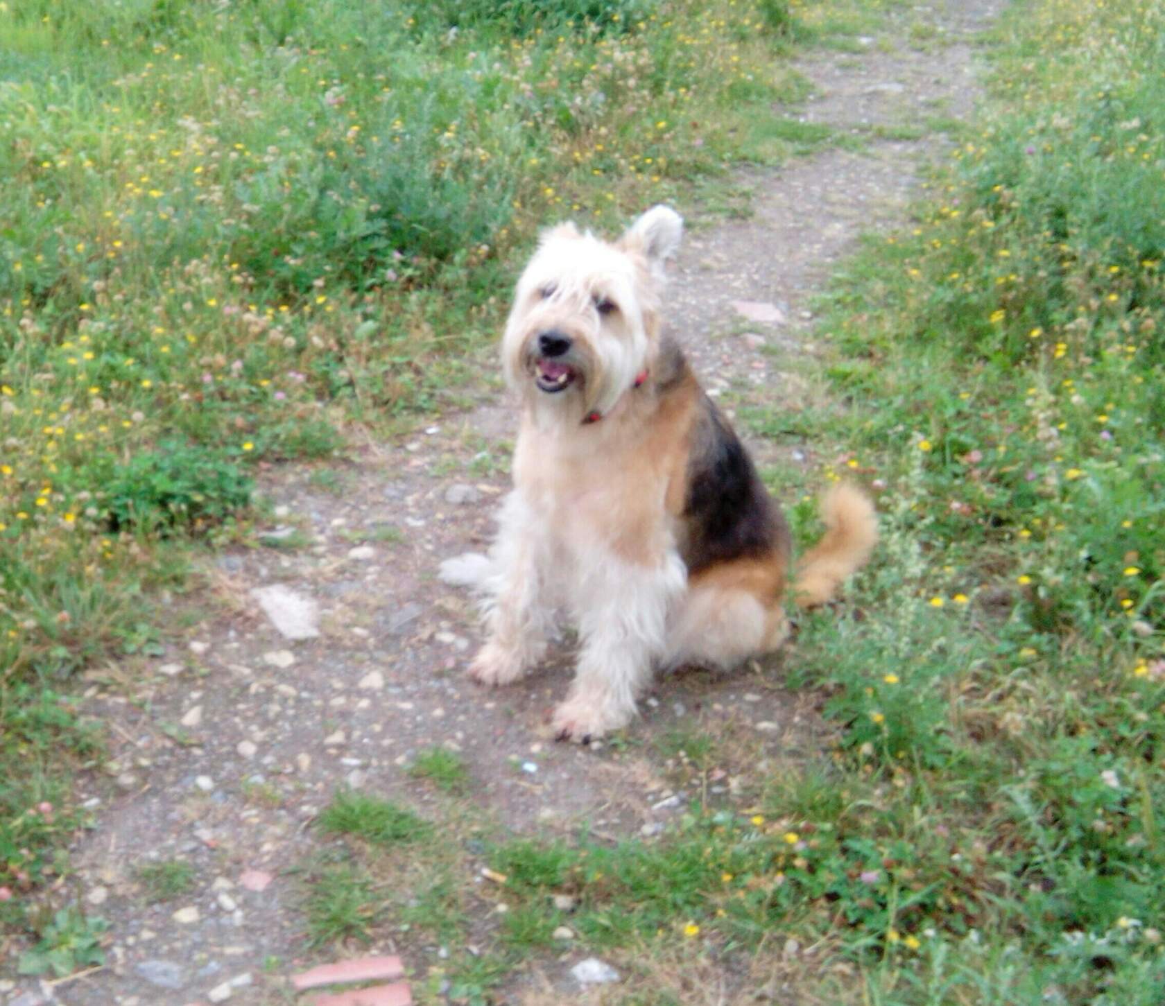 Собака Ната