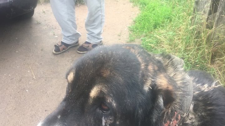 Алабай Мирон перед перевозкой на передержку