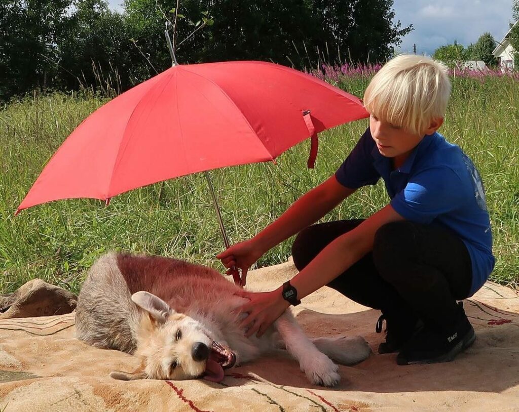 Приютская собака Селестина под зонтиком в жару