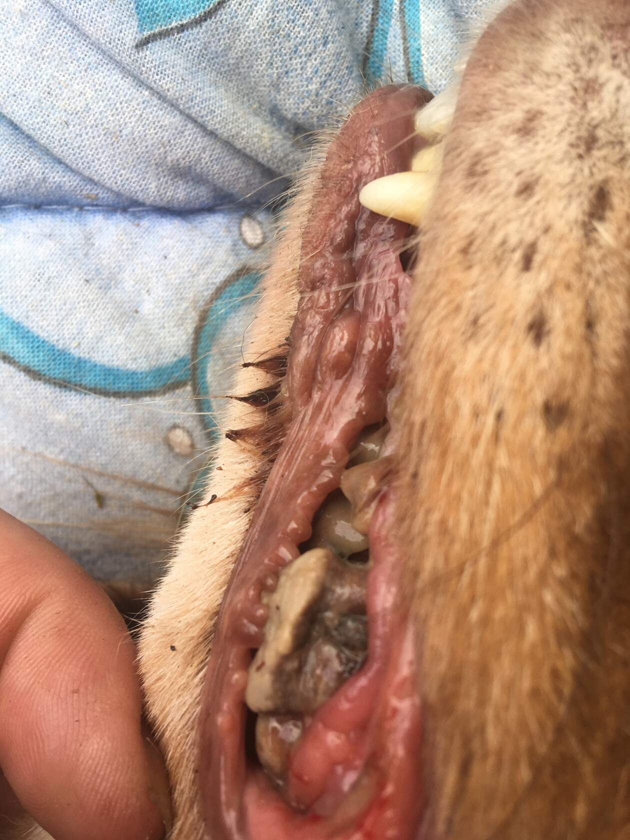 Ротовая полость собаки крупным планом: зубы с выраженным налётом и повреждениями, осмотр.