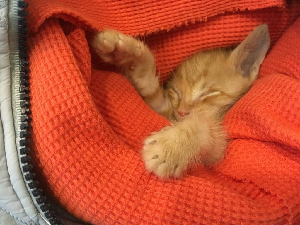 Рыжий котенок в добрые руки