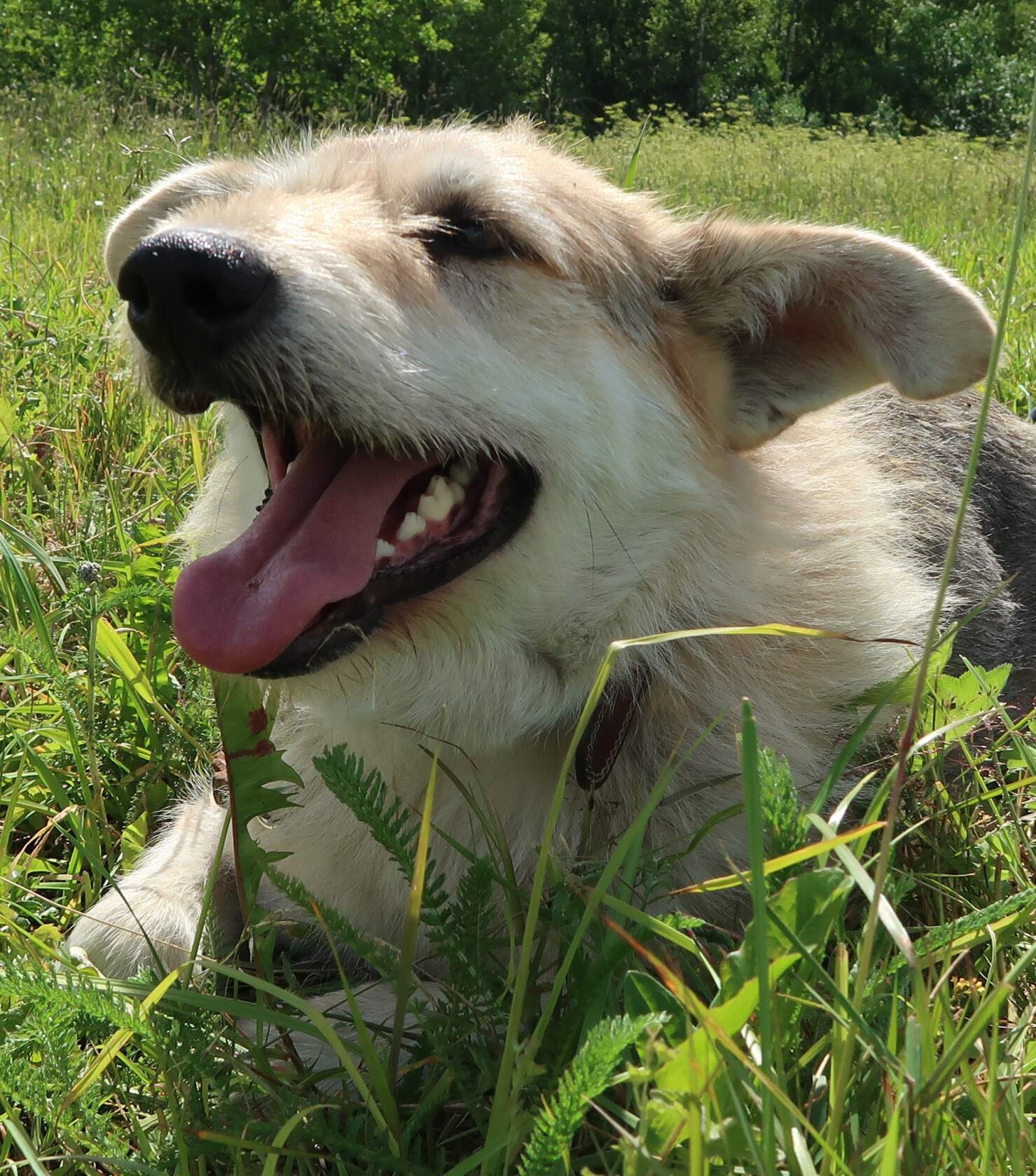 Радостная собака Селестина на природе, светлая шерсть, высунутый язык, летний день