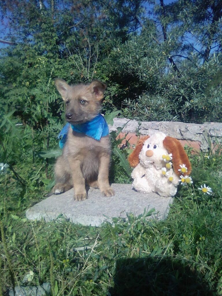 Щенок в голубой косынке сидит на камне среди травы, рядом мягкая игрушка с ромашками.