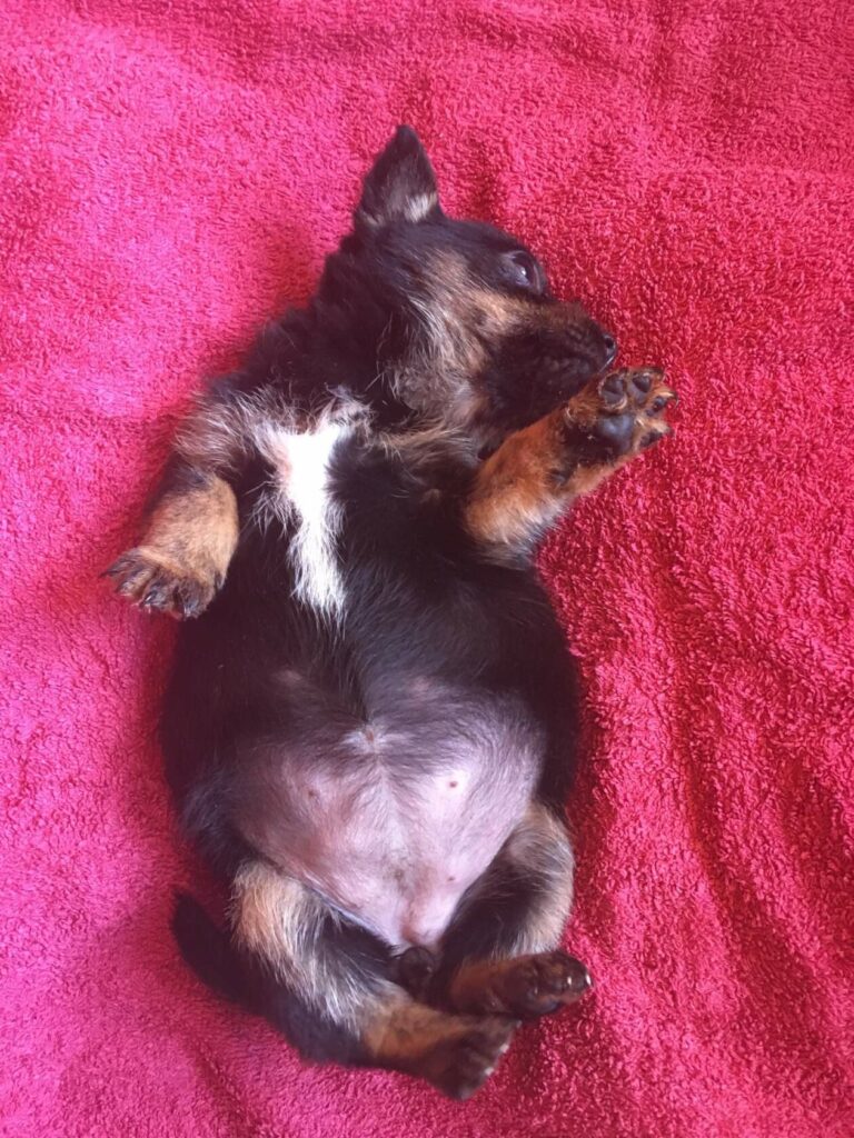 Щенок из приюта лежит кверху пузом