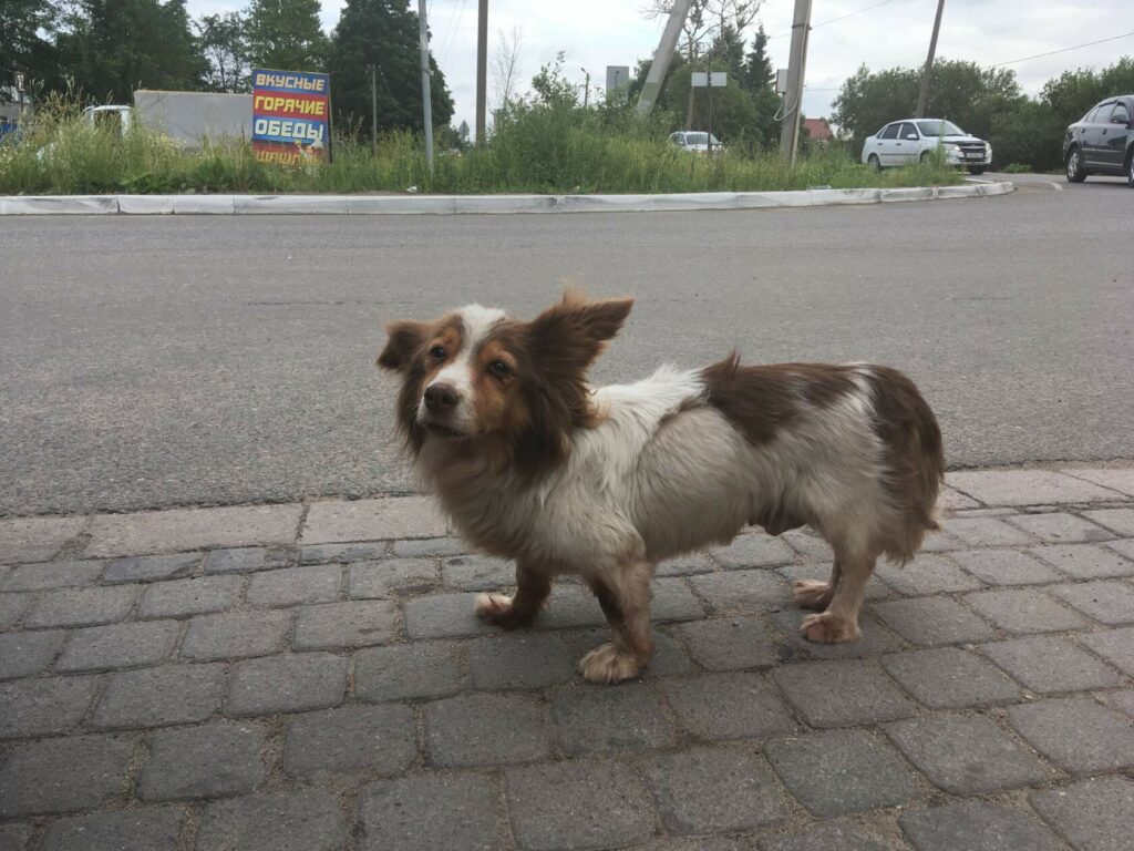 Потерянная коротконогая дворняга белая с рыжими пятнами