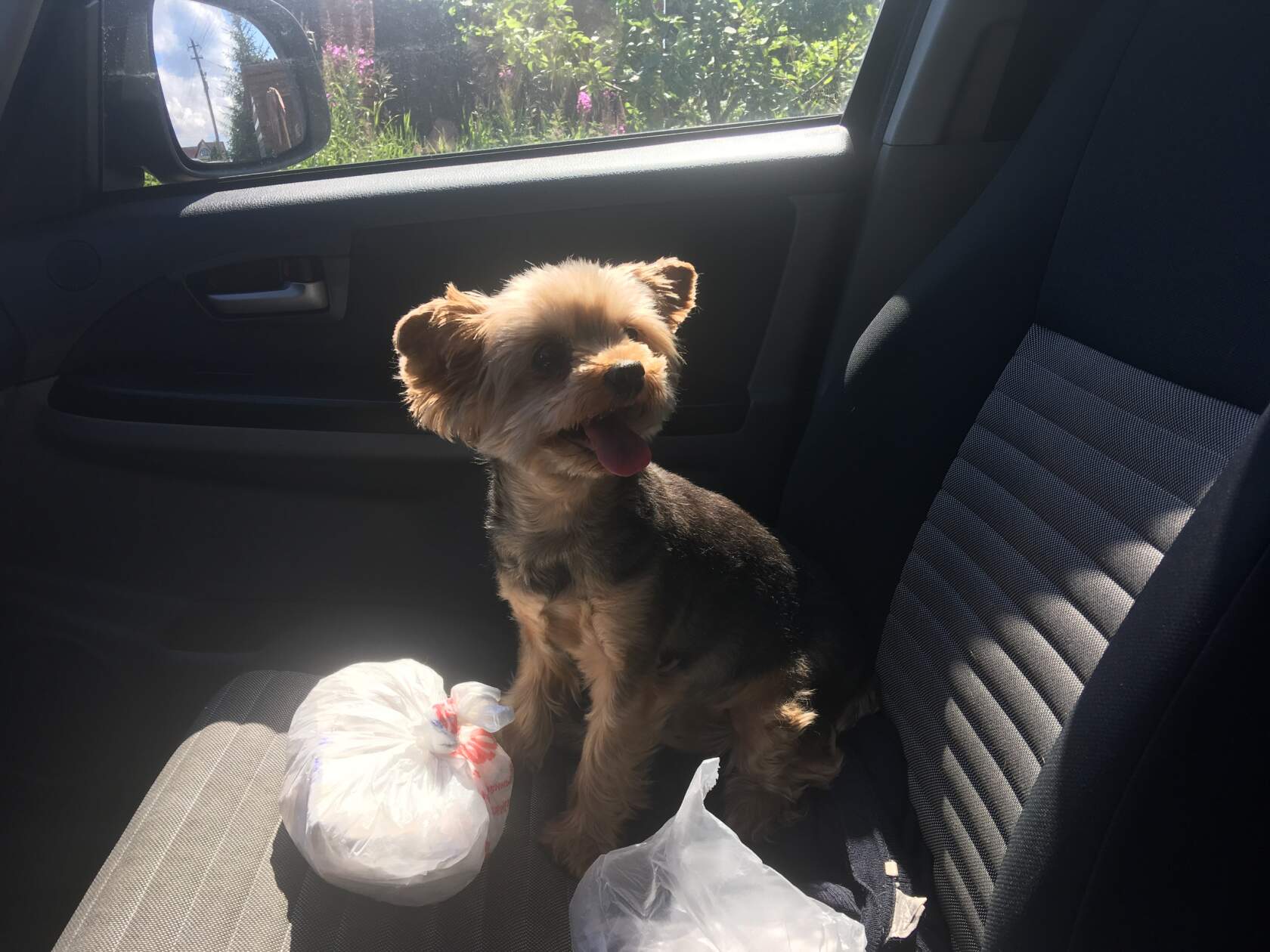 Йоркширский терьер Сонечкса из приюта едет в машине