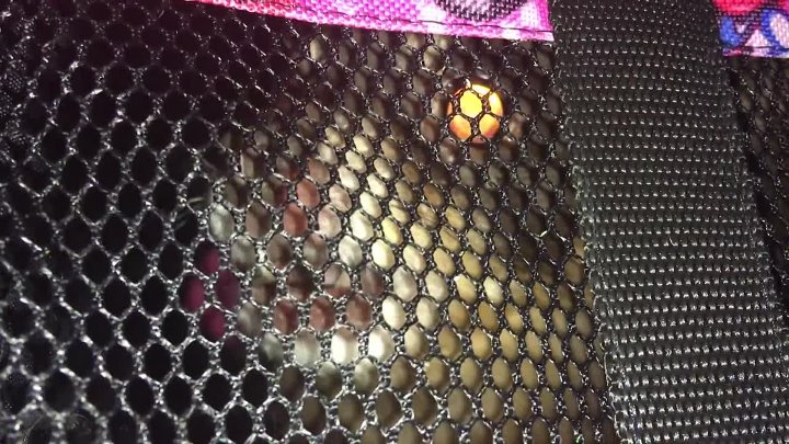 Чихуахуа в переноске