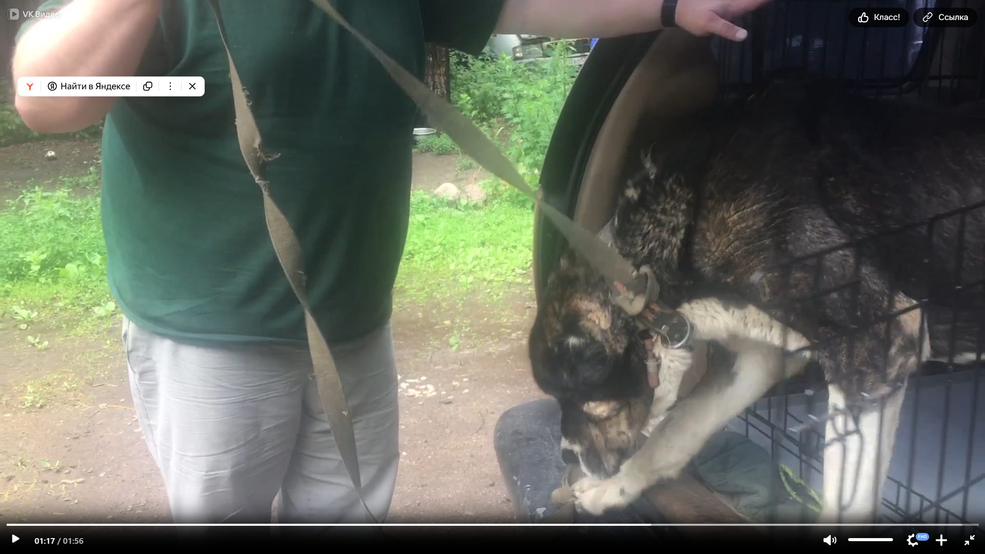 Выгрузка собаки Мирона из зоотакси