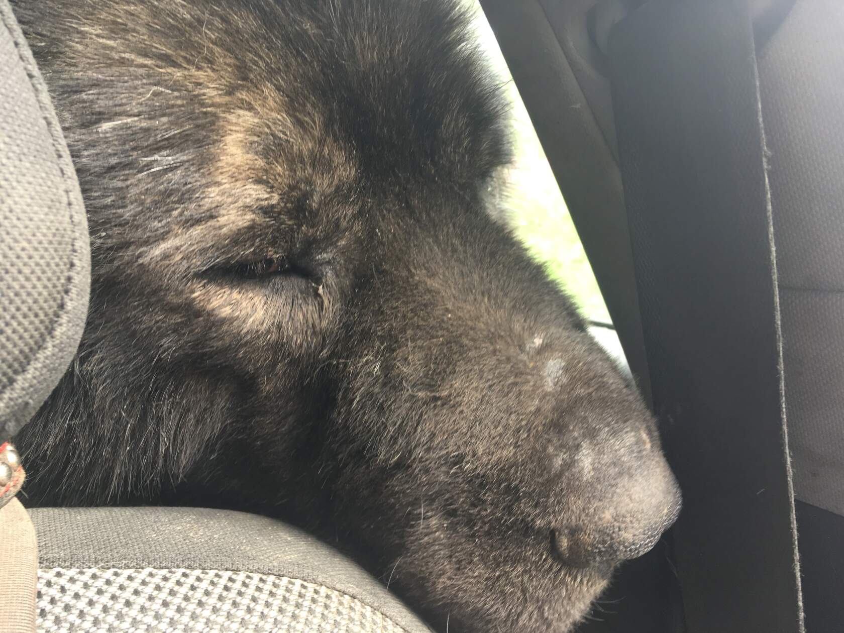 Черная собака породы кавказская овчарка едет в машине, крупный план морды