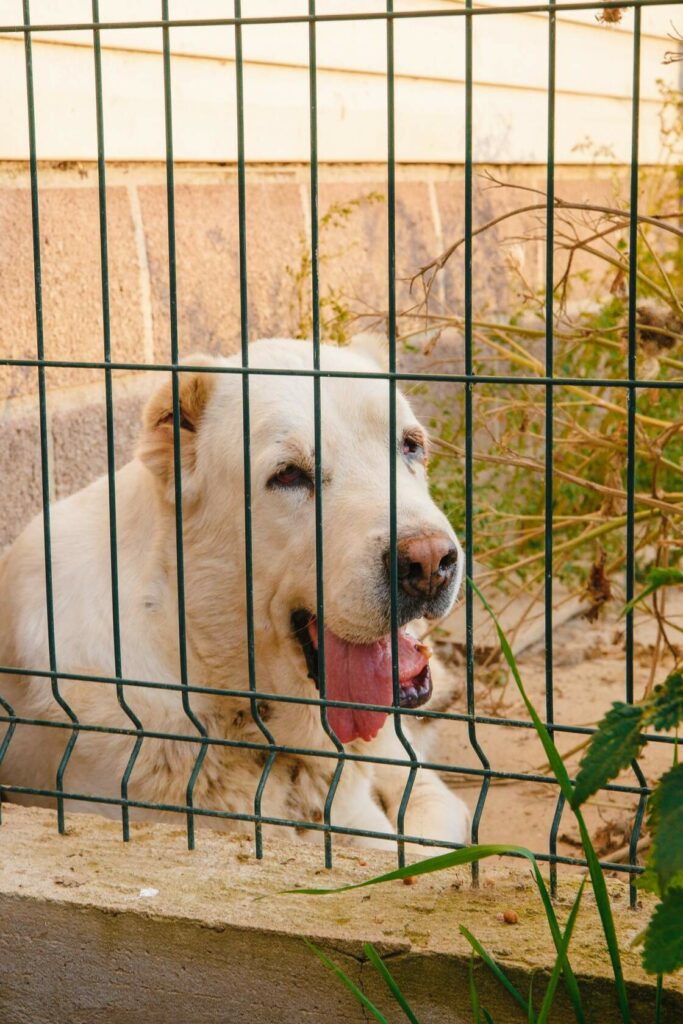 белый алабай за решёткой в приюте для собак в Санкт-Петербурге