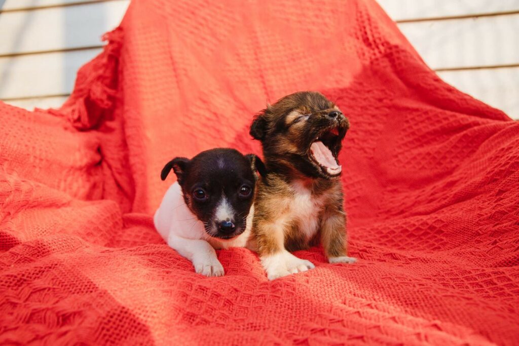 Щенок из приюта "Дорога домой" зевает и тянется