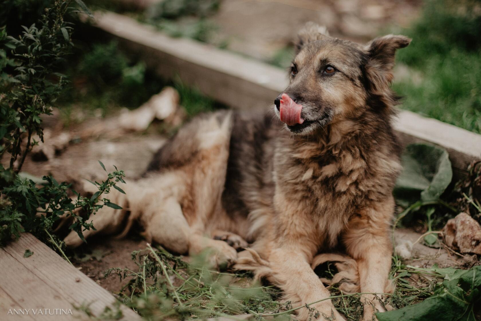 Пожилая собака Дуся лежит на земле среди растений и деревянных конструкций, облизывает нос, взгляд направлен в сторону.