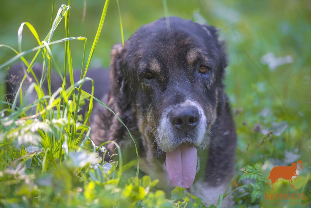 Портрет среднеазиатской овчарки на природе, собака смотрит в камеру с высунутым языком