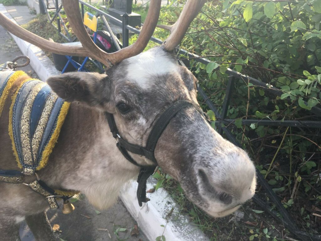 олень в упряжи крупным планом на городской улице