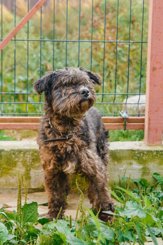 собака из приюта стоит на улице у ограждения