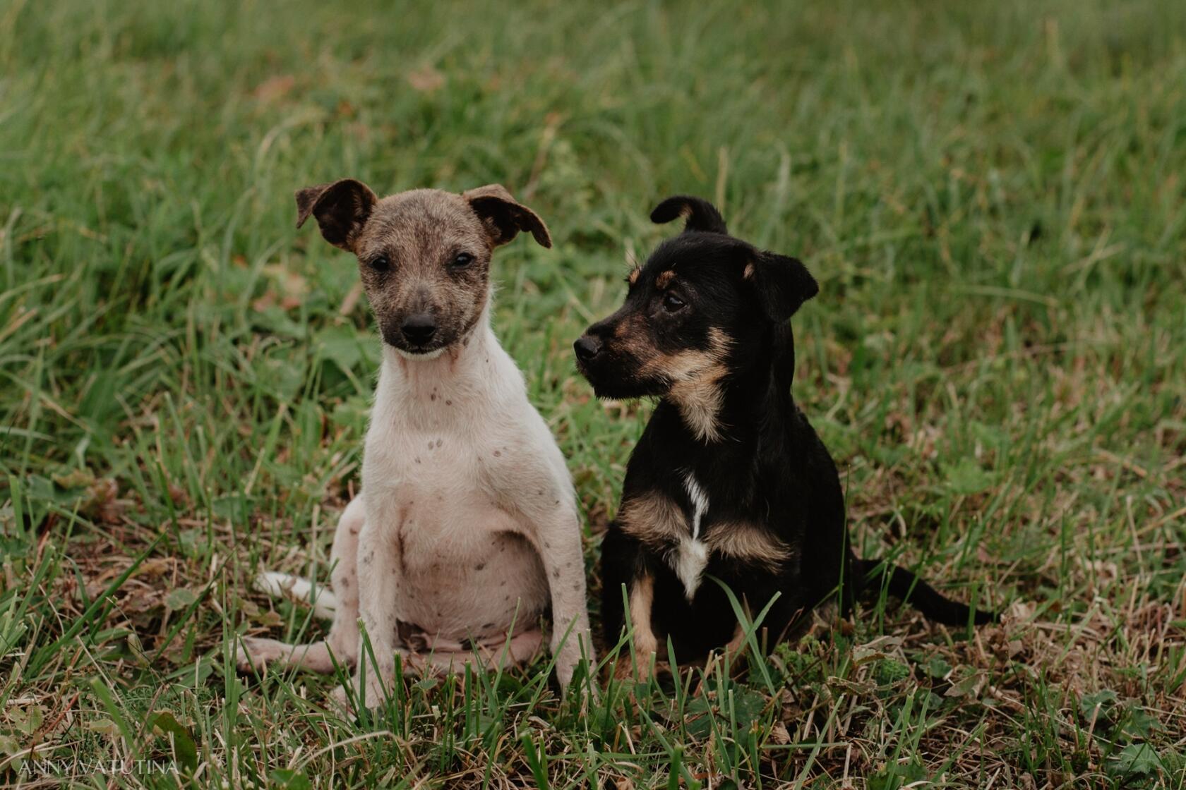 Два щенка из приюта, которых можно взять. Черный и белый, сидят на траве