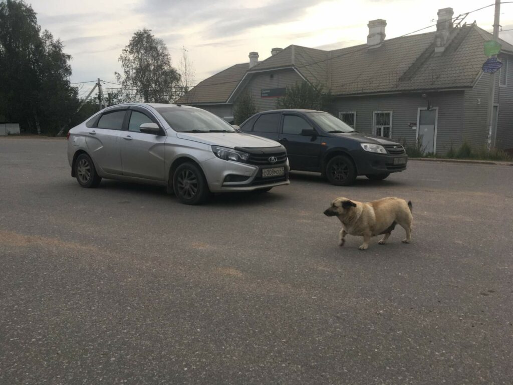 Бездомная собака на проезжей части, нуждается в доме