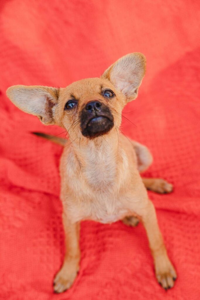 маленький щенок с большими ушами на краском фоне