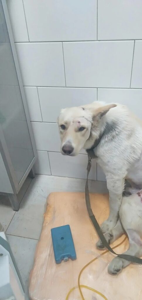 Собака Саша в ветеринарной клинике с переломом позвоночника ждёт срочную операцию