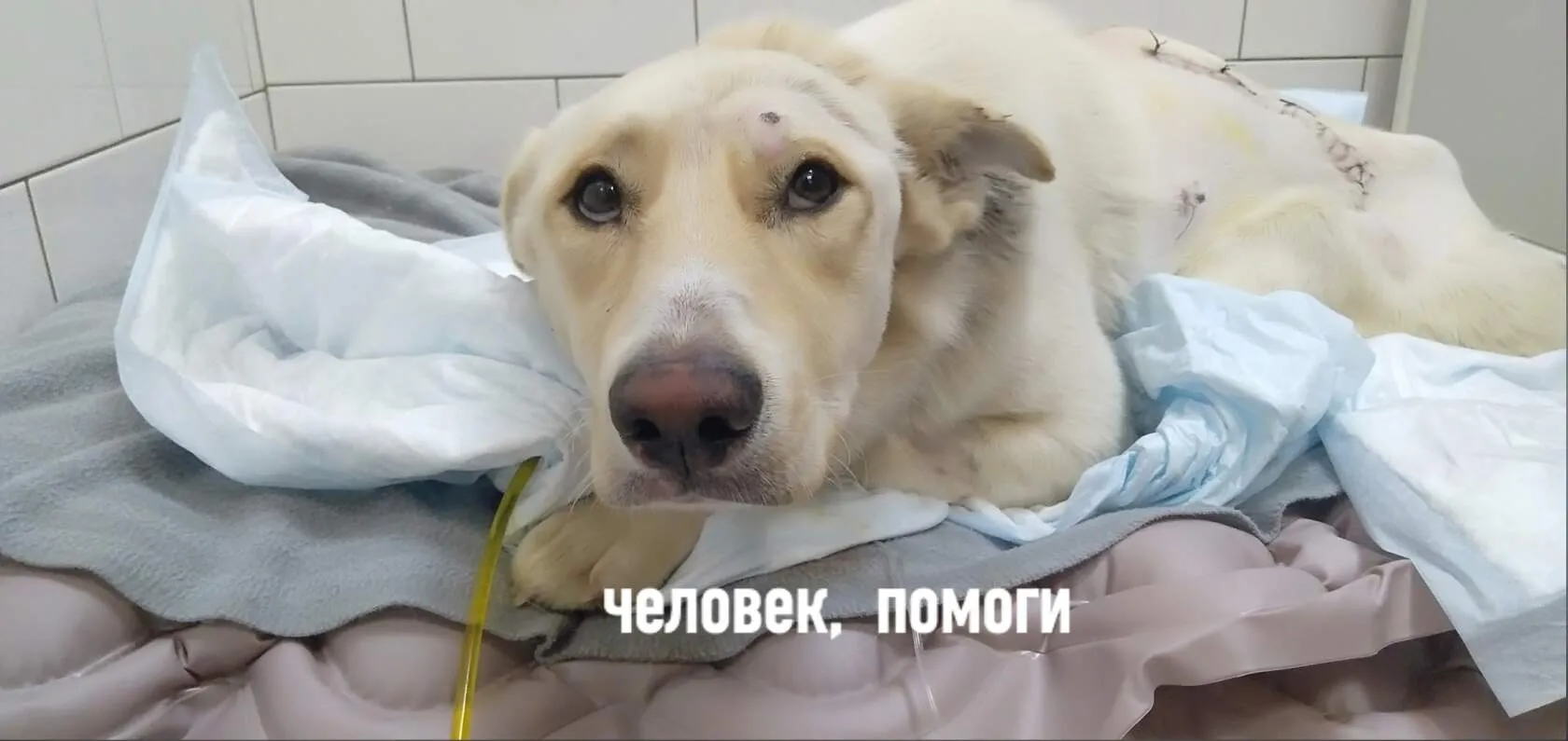Собака Саша лежит в реанимации после операции с просьбой о помощи