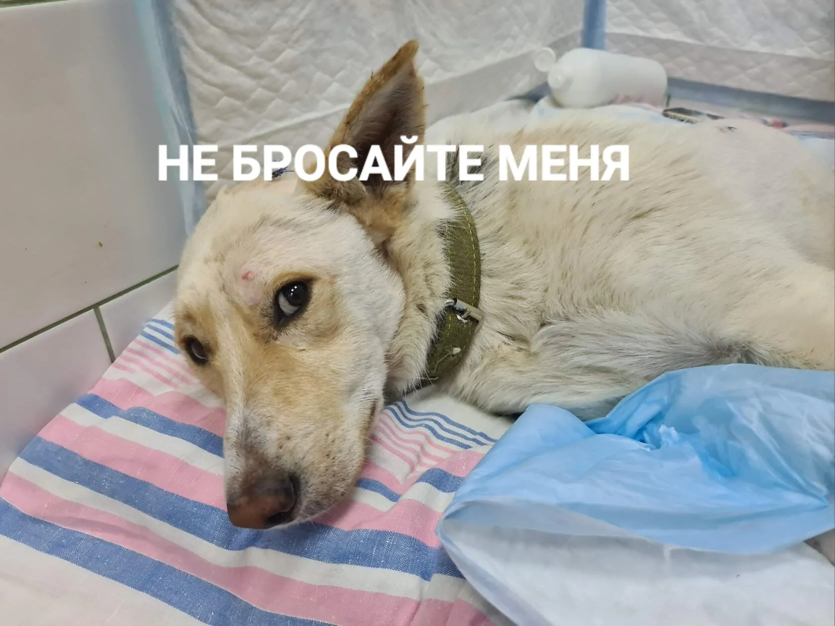 Собака Саша лежит в стационаре с надписью не бросайте меня