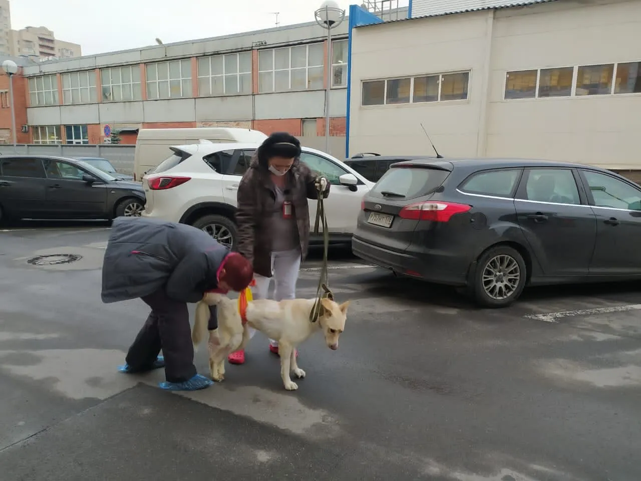 Волонтёры помогают собаке Саше стоять и ходить возле ветеринарной клиники