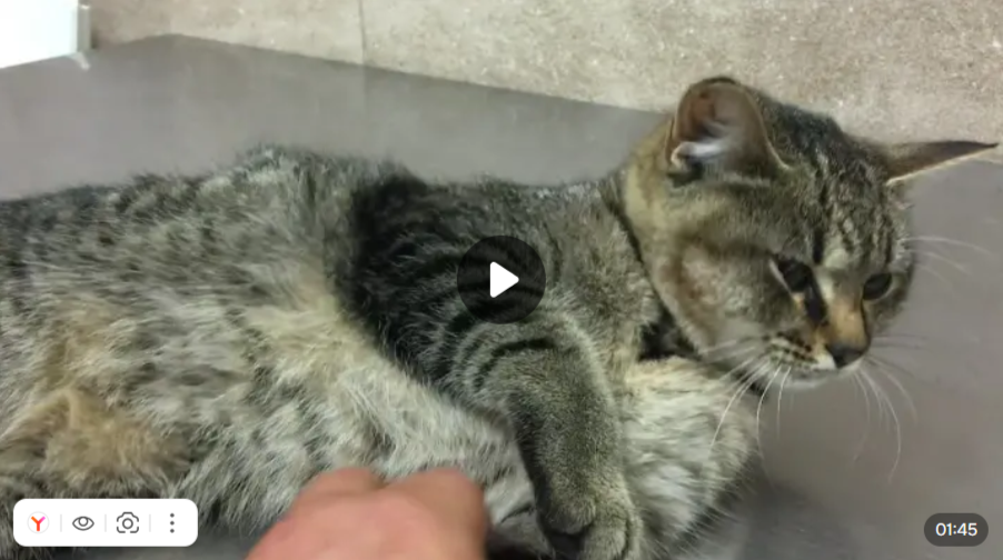 Превью видео кошки на осмотре в ветеринарной клинике