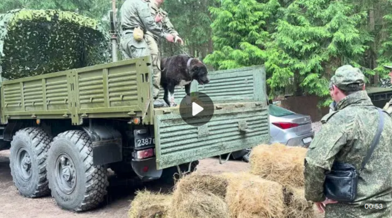 Алабайка Удача спускается с военной машины на сено после приезда в приют.