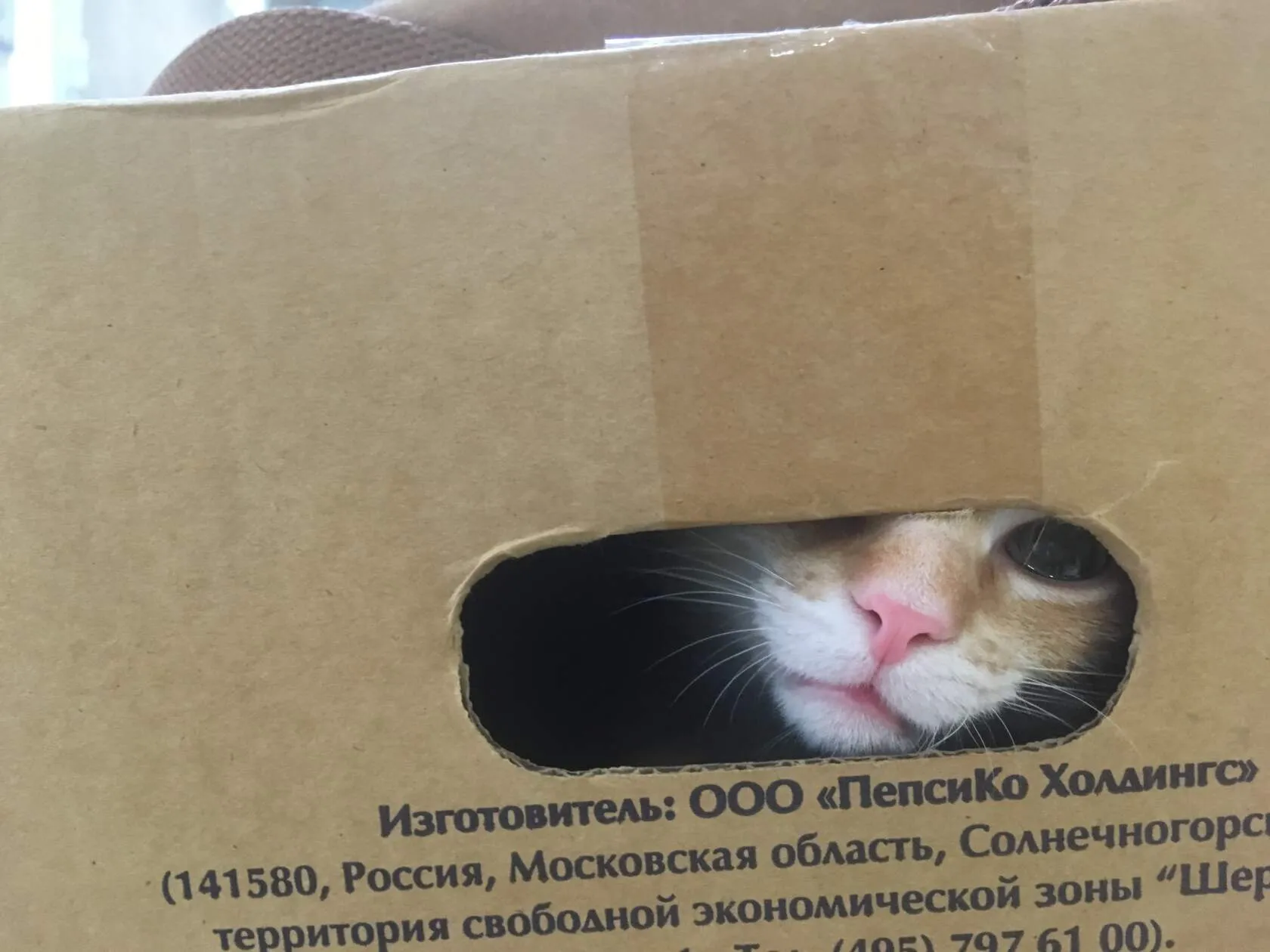 Рыже-белый бездомный котёнок выглядывает из прорези картонной коробки на приёме у ветеринара.