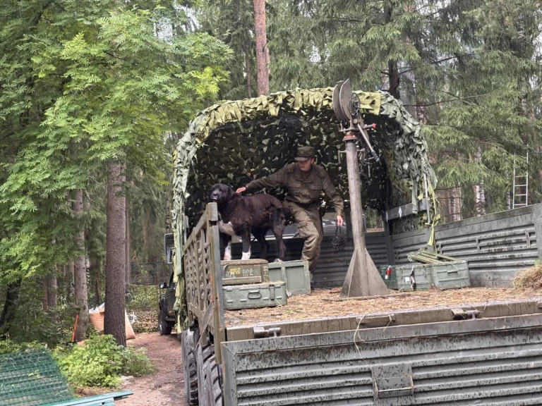 Списанная алабайка Удача приехала в приют «Дорога домой»