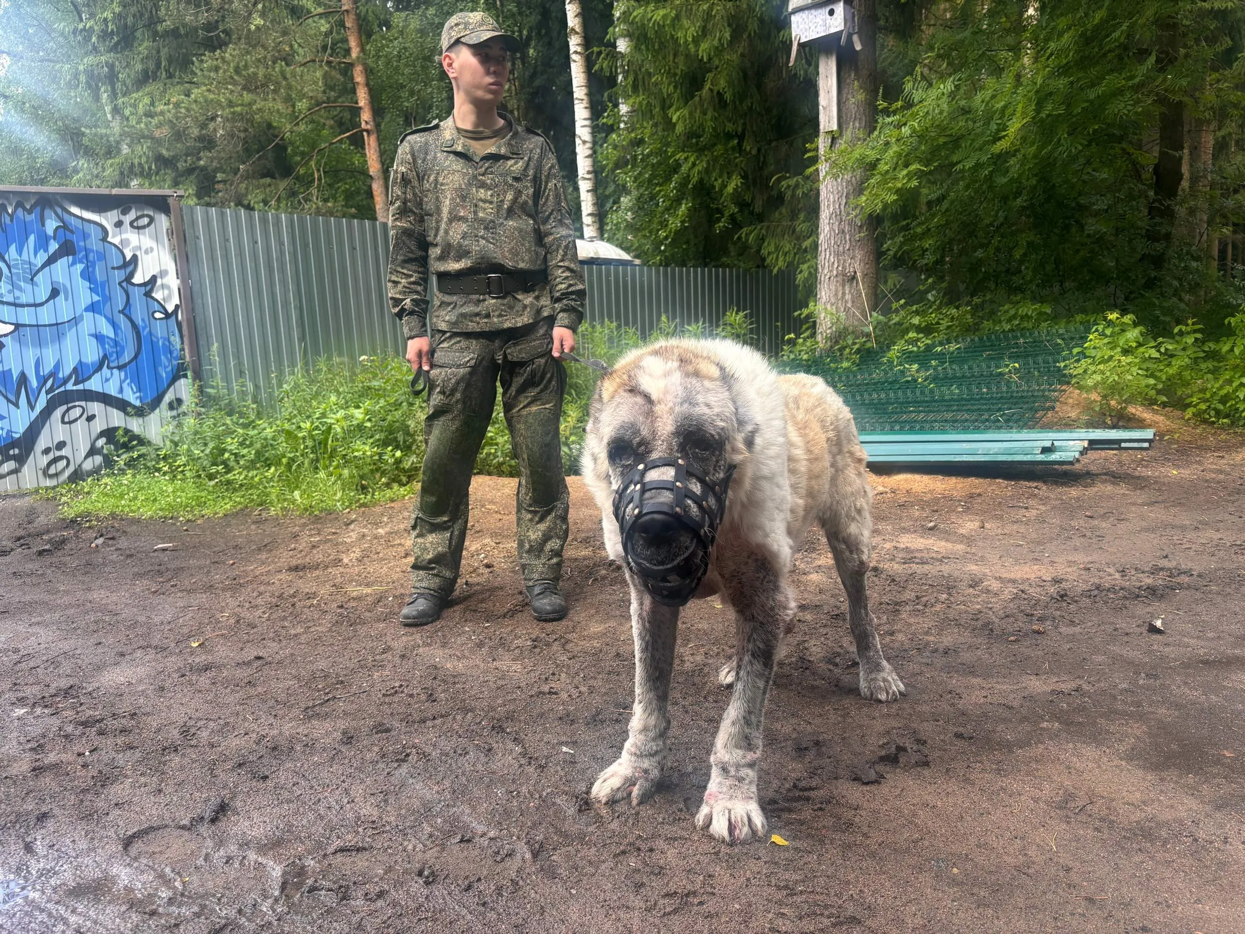Ромул, крупный пожилой алабай в наморднике, стоит на территории приюта рядом с волонтёром.